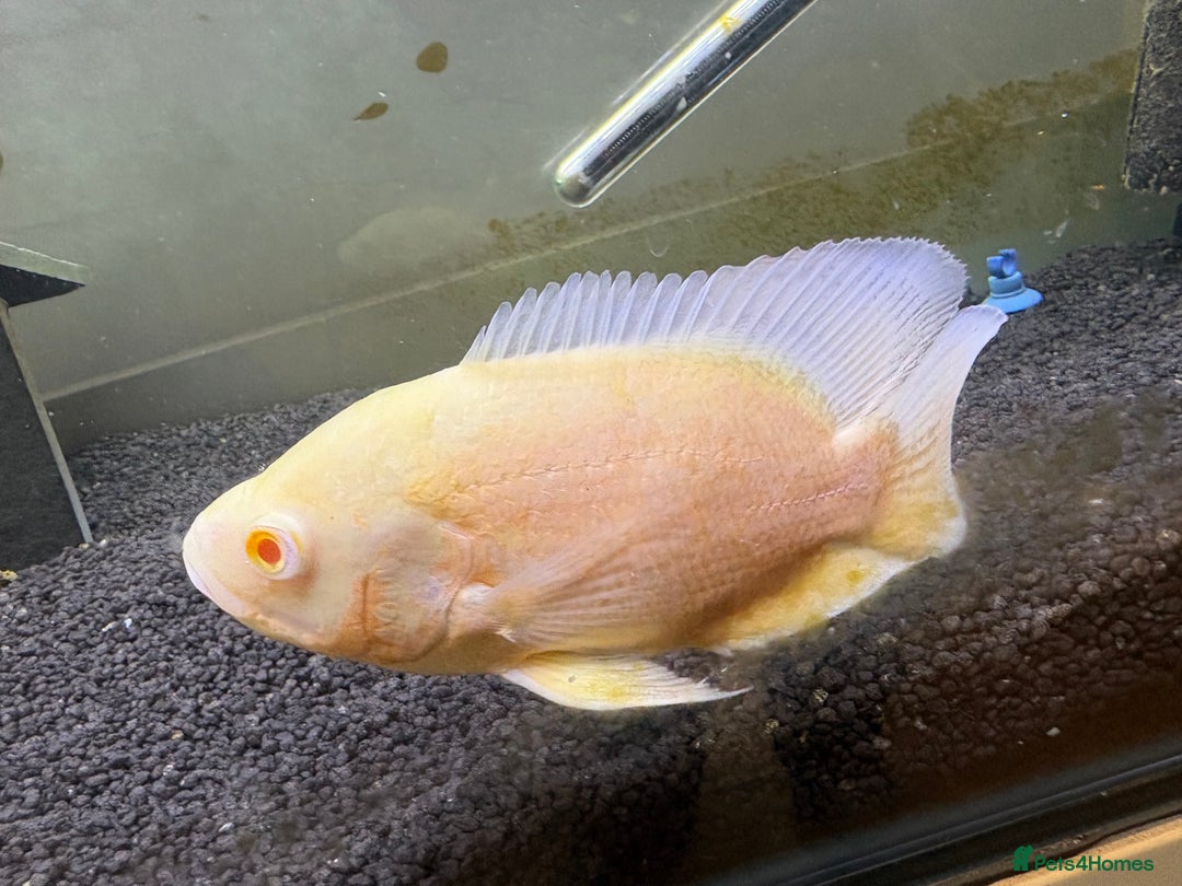 Other/Mixed Breed fish for sale: 2 Birchirs 2 Oscars - Image 5