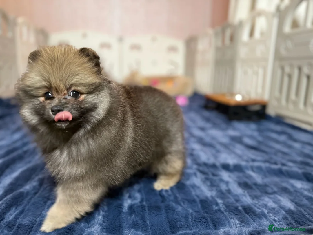 Pomeranian dogs for sale: Teddy Face Poms Puppies European Champion Lines - Advert 23