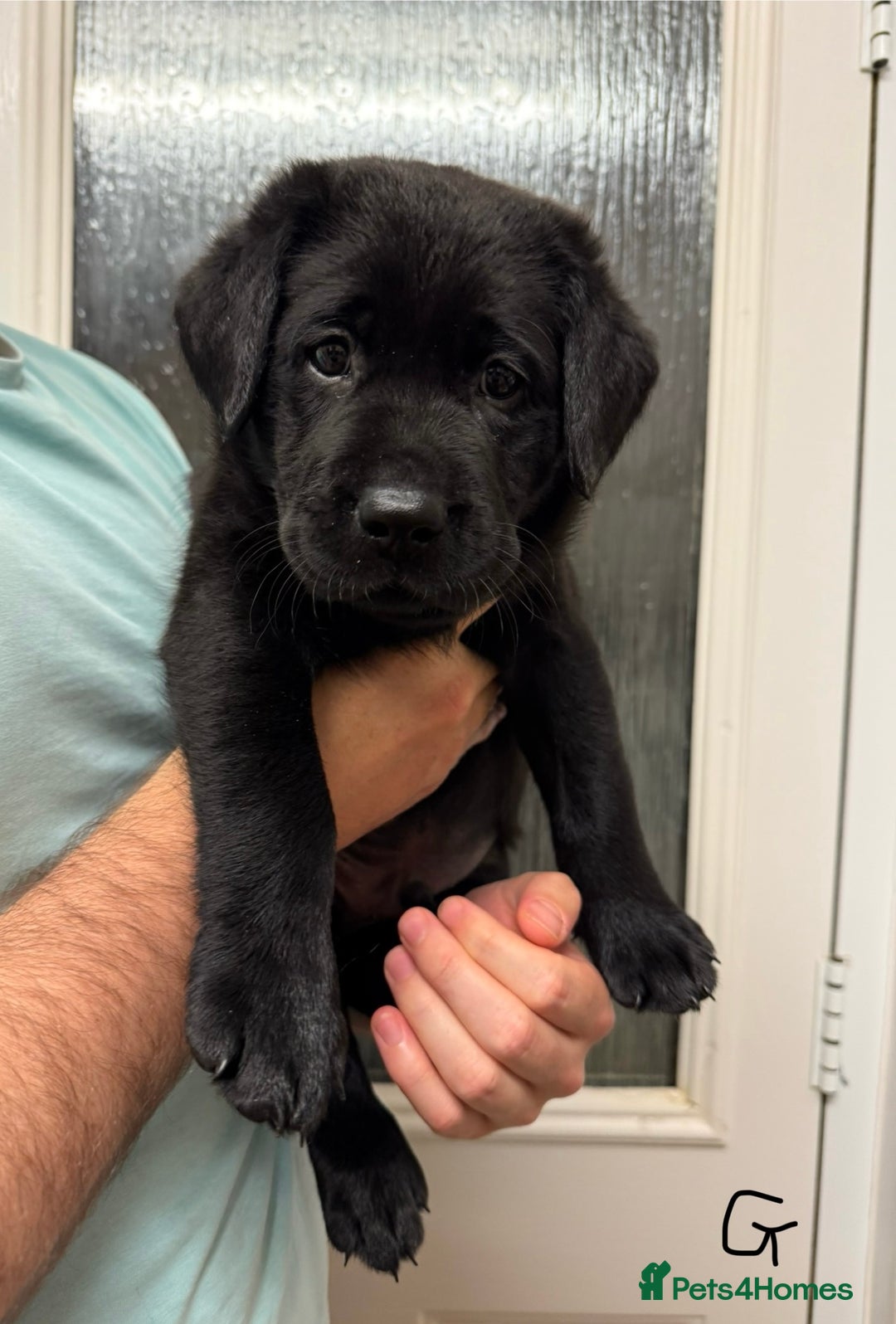 Labrador Retriever dogs for sale: Labrador puppies (ONLY now 2 left) - Image 12