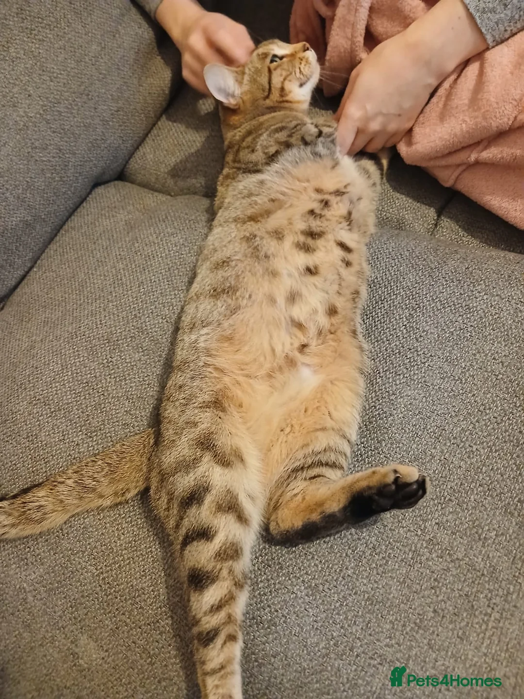 Bengal cats for sale: 2 Bengal sisters  - Advert 4