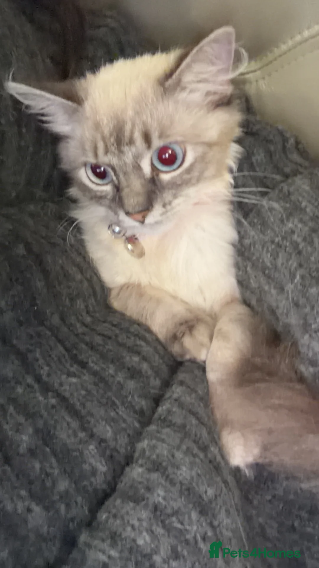 Ragdoll cats for sale: Bluelynx ragdol kitten - Advert 2