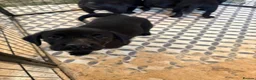 Labrador Retriever dogs for sale: 3 kc registered puppies (3 dogs left) - Advert 13