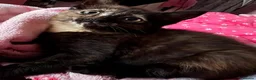 Mixed Breed cats for sale: Beautiful kitten - Advert 4