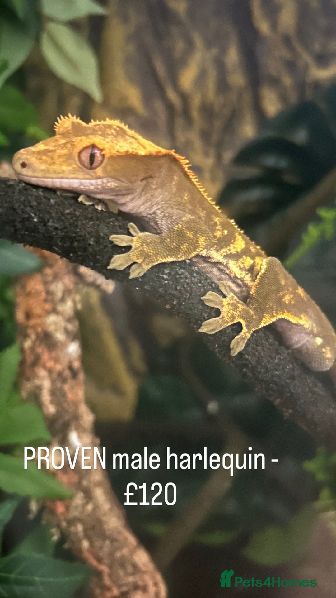 Mixed Breed reptiles for sale: Multiple Reptiles - Advert 5