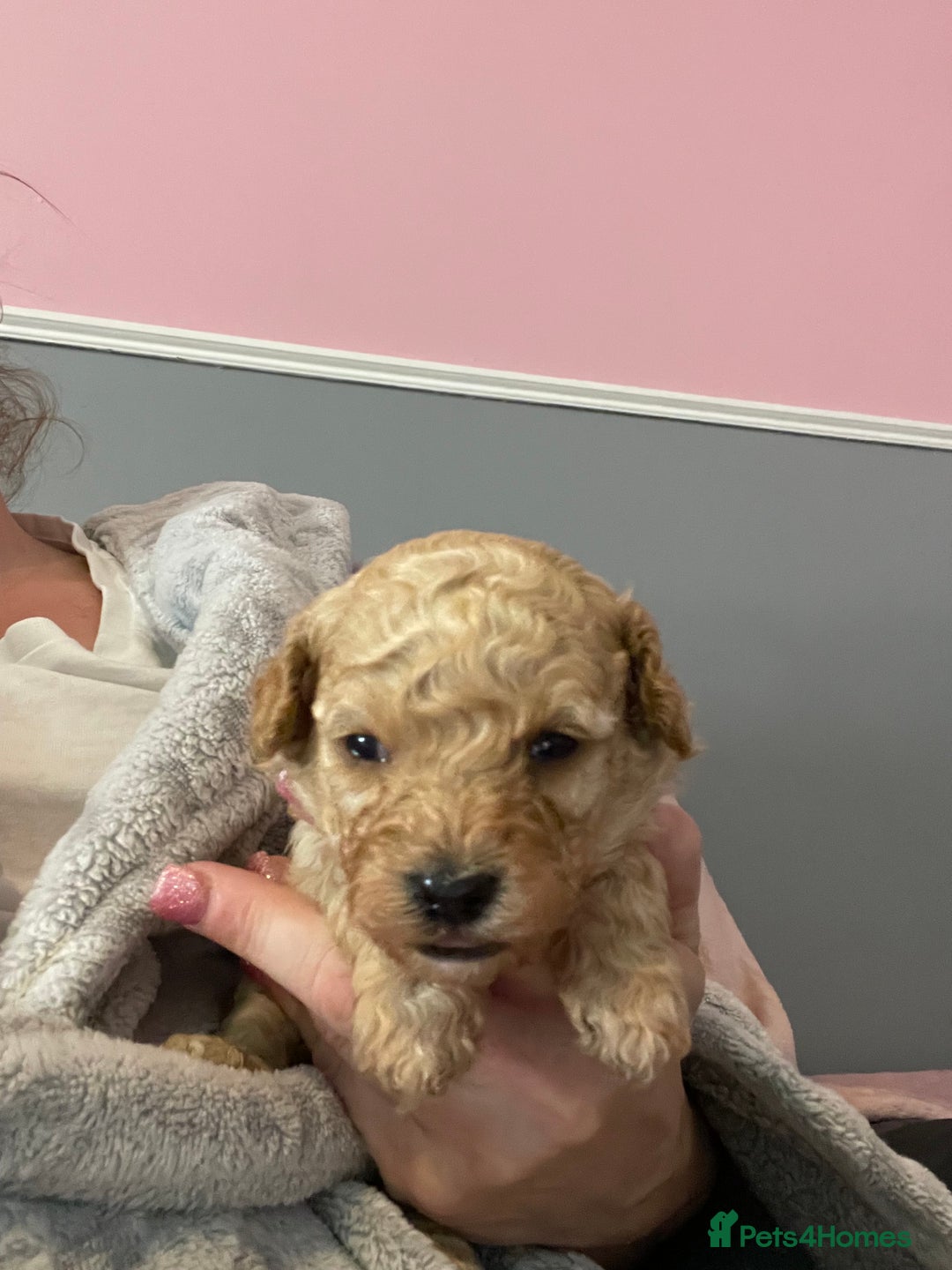 Toy Poodle dogs for sale: Stunning toy poodle puppies - Advert 8