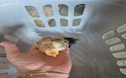 Chickens poultry for sale: Pekin Bantam Chicks 3 weeks old - Image 2