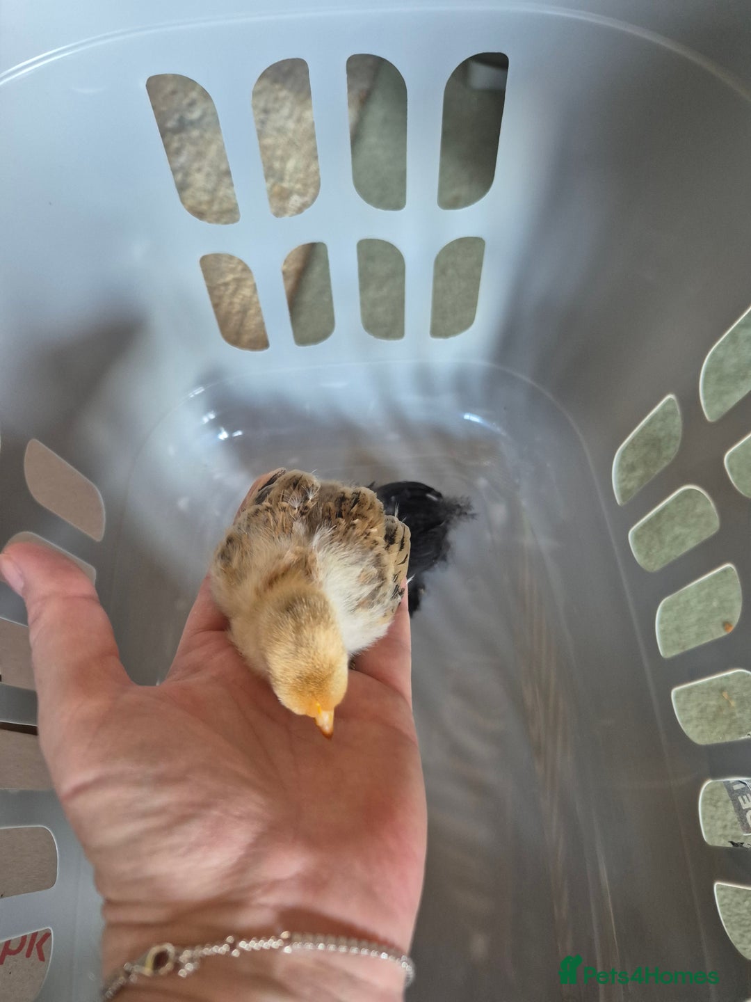Chickens poultry for sale: Pekin Bantam Chicks 3 weeks old - Image 2