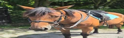 English Thoroughbred horses for sale: Gorgeous girl looking for new home - Advert 2