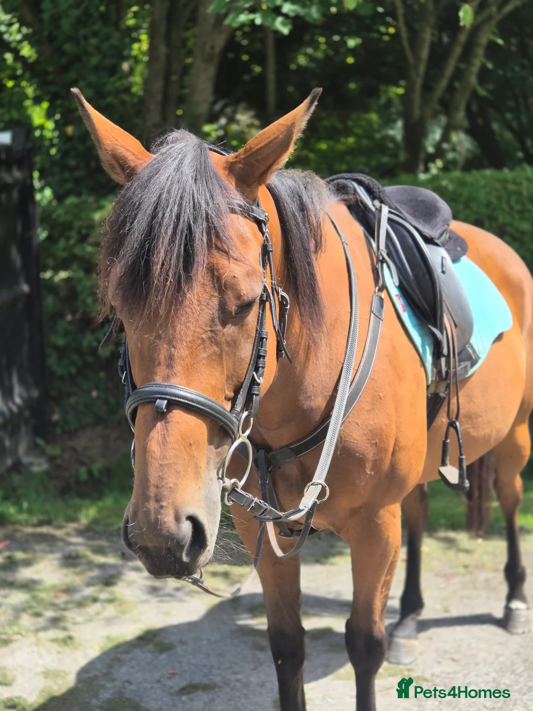 English Thoroughbred horses for sale: Gorgeous girl looking for new home - Advert 2