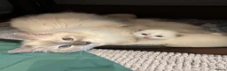 Ragdoll cats for sale: Beautiful Ragdoll Pedigree kittens - Advert 1