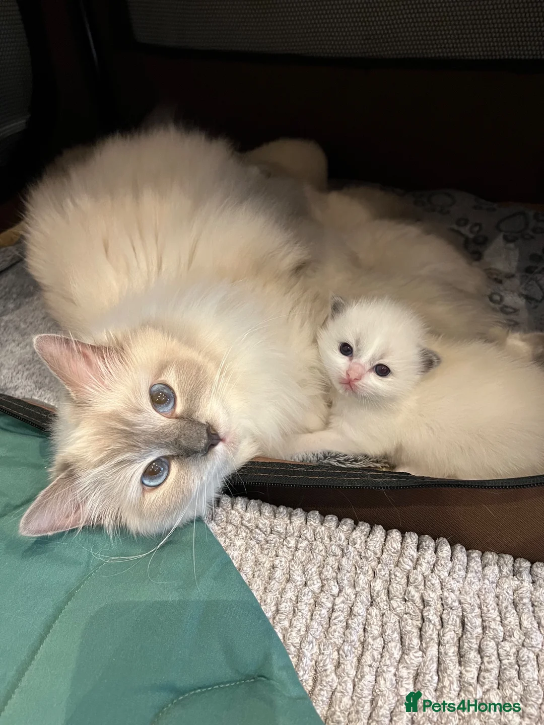 Ragdoll cats for sale: Beautiful Ragdoll Pedigree kittens - Advert 1