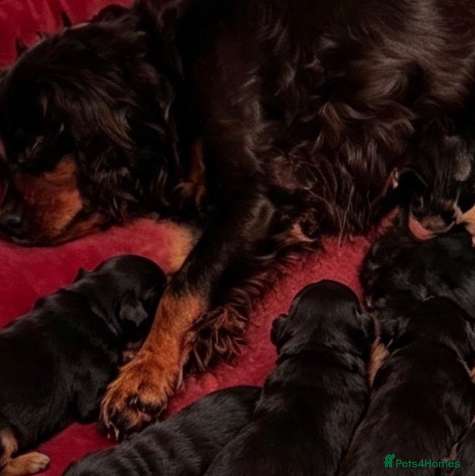 Cavalier King Charles Spaniel dogs Stunning KC Registered pups - Advert 2