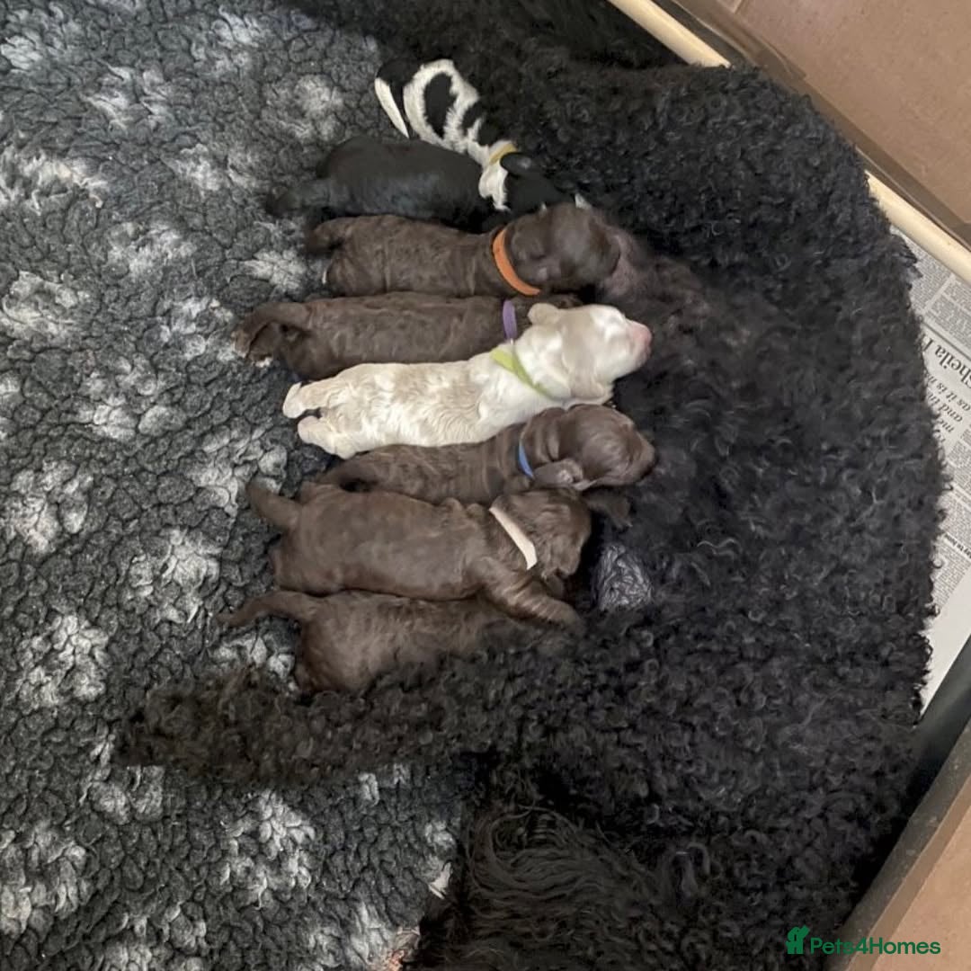 Cockapoo dogs for sale: 📍Gorgeous F3 Cockapoo Puppies – 5⭐ Homes Only - Advert 4