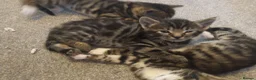 Bengal cats for sale: Beautiful Bengal Cross kittens  in Battle - Advert 6