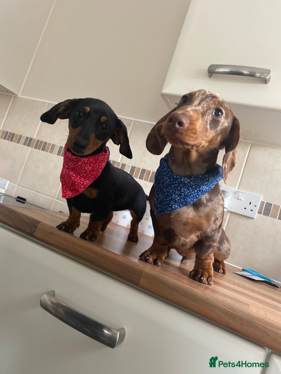Miniature Dachshund dogs for sale: REDUCED One female stunning miniature dachshund - Advert 3