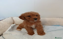 Cockapoo dogs for sale: Adorable F1B red cockapoo puppies  - Image 18