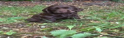 Cocker Spaniel dogs for sale: ❤️ 100% SHOWTYPE HEALTH TESTED COCKER SPANIEL ❤️ - Advert 3