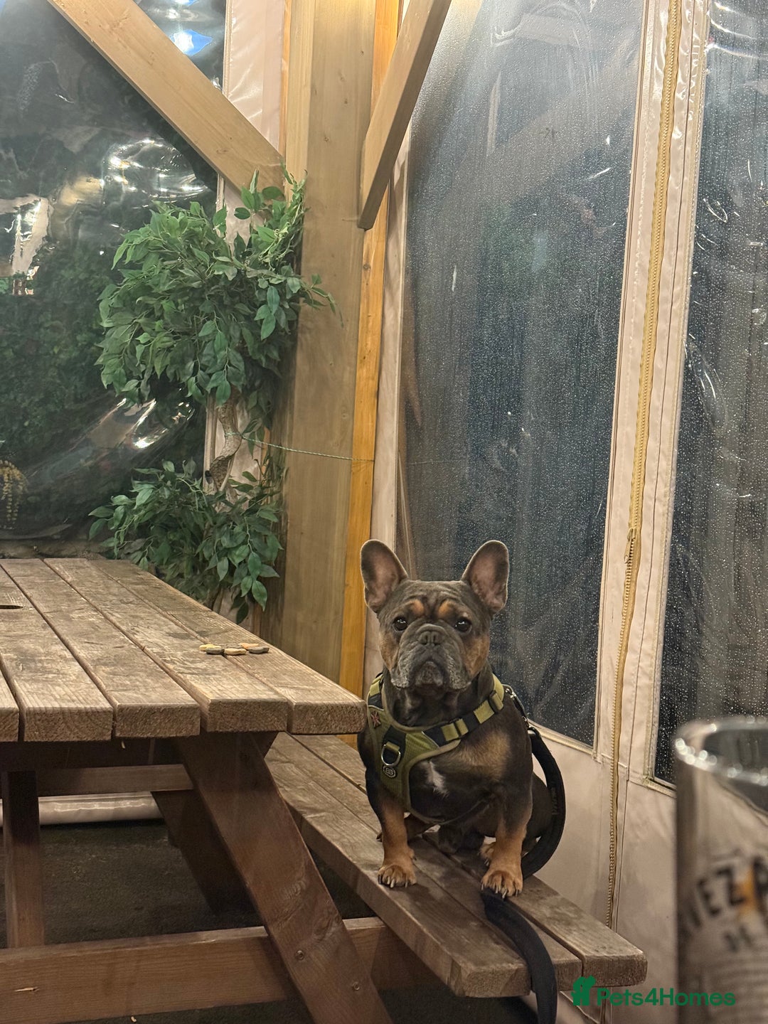 French Bulldog dogs for stud: Beautiful stocky athletic frenchie. Kc registered  - Advert 7