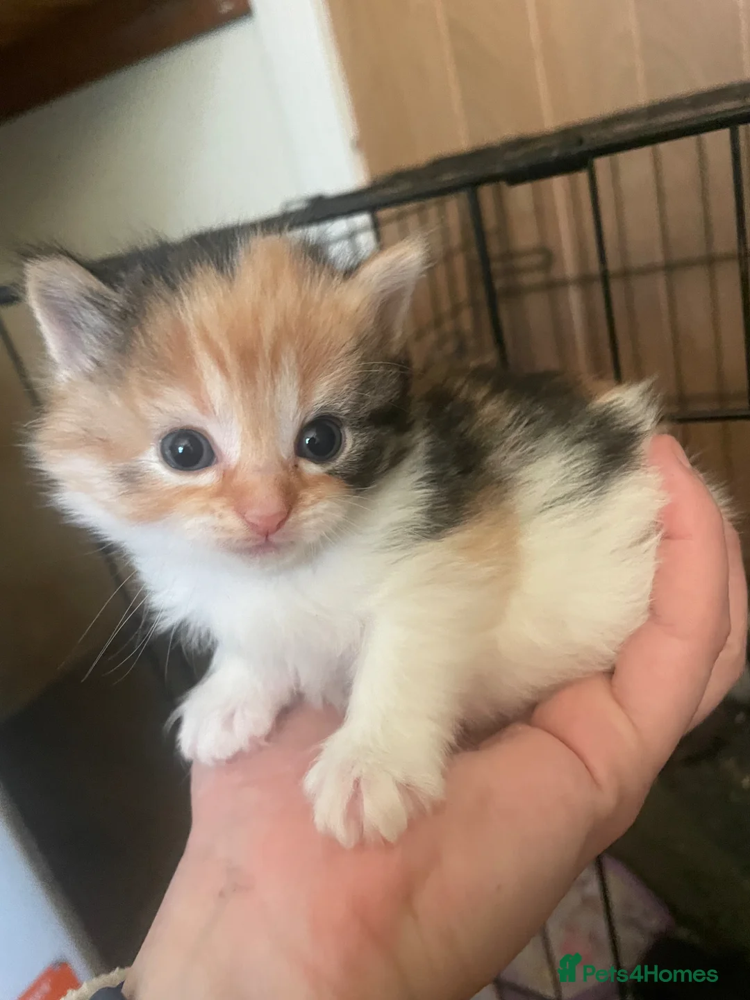 Mixed Breed cats for sale: Lovely Litter of Calico Kittens  - Advert 2