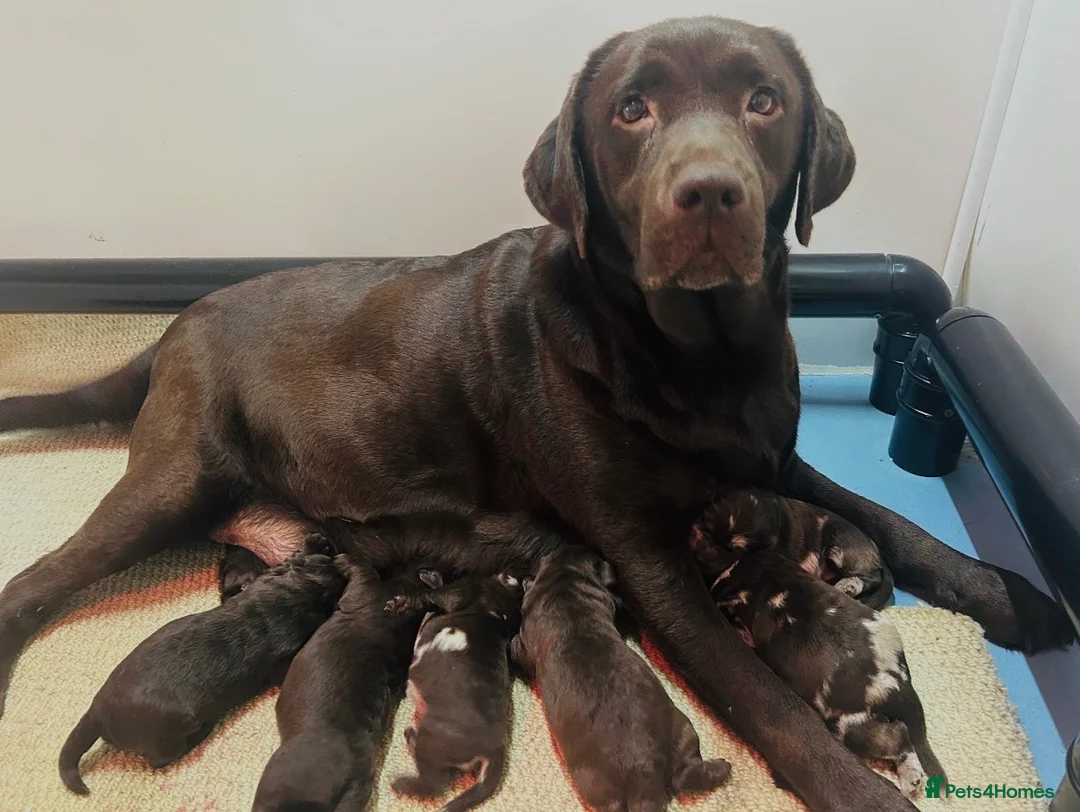 Labradoodle dogs for sale: Beautiful Chocolate Labradoodle Babies 🐾🐾🐾 - Advert 17