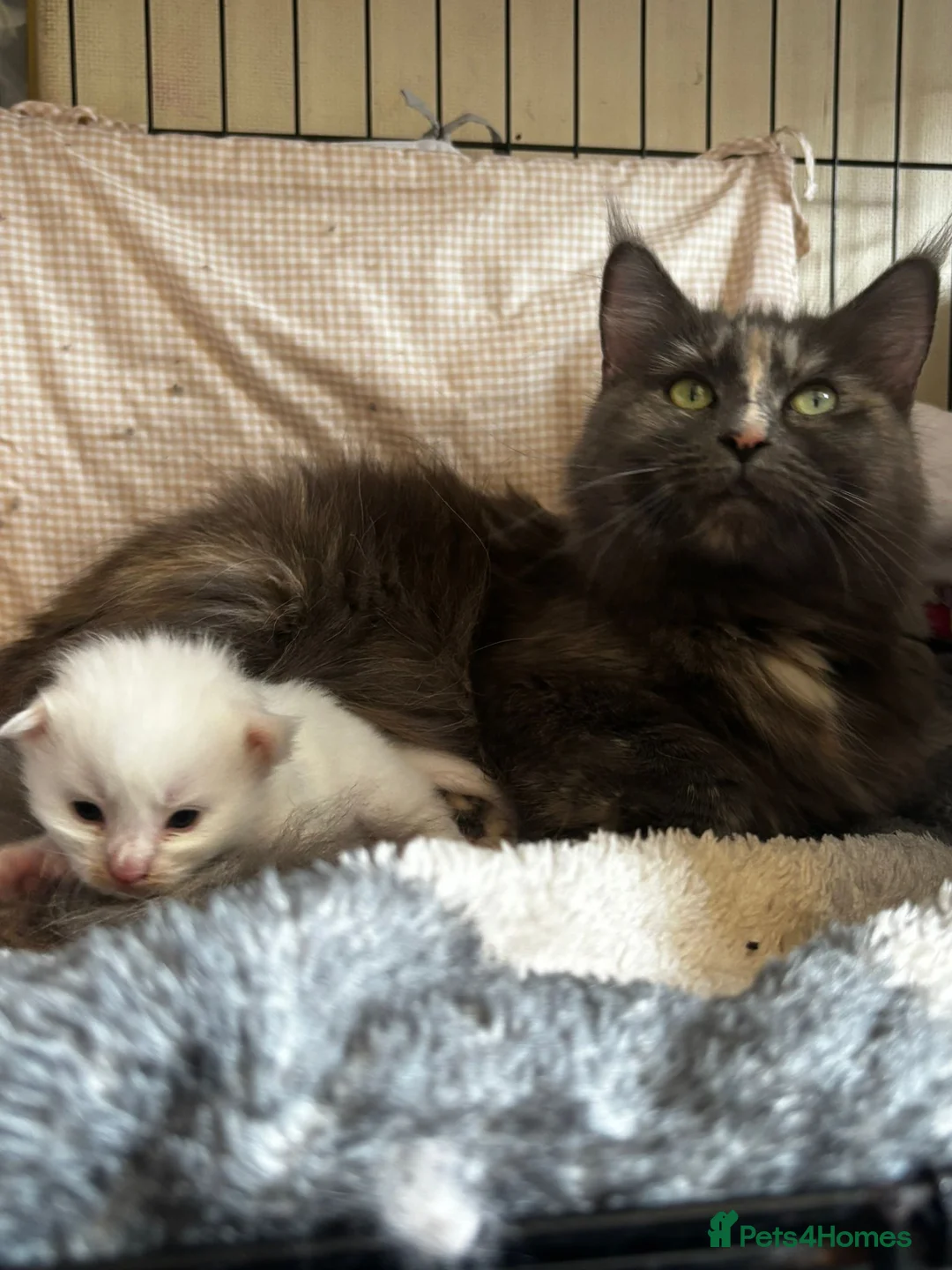 Maine Coon cats for sale: FEMALE MAINE COONS PURE WHITE READY TO LEAVE NOW - Advert 2