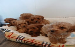 Cockapoo dogs for sale: Adorable F1B red cockapoo puppies  - Image 24