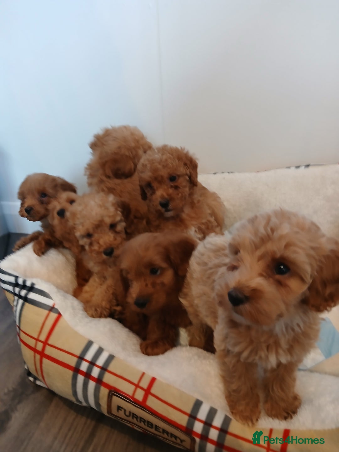 Cockapoo dogs for sale: Adorable F1B red cockapoo puppies  - Image 24