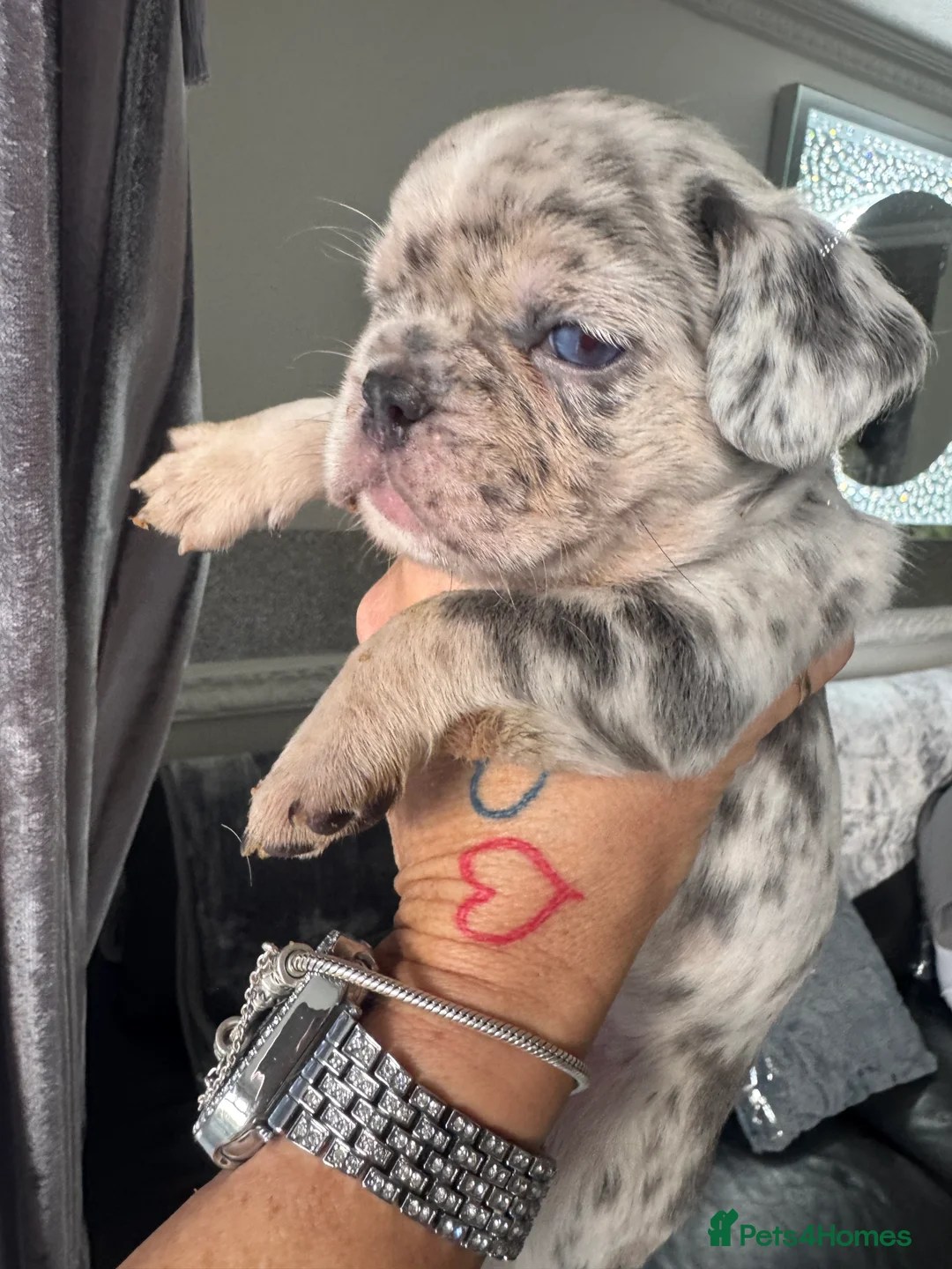 French Bulldog dogs for sale: Out standing french bulldogs merles carry fluffy - Advert 20