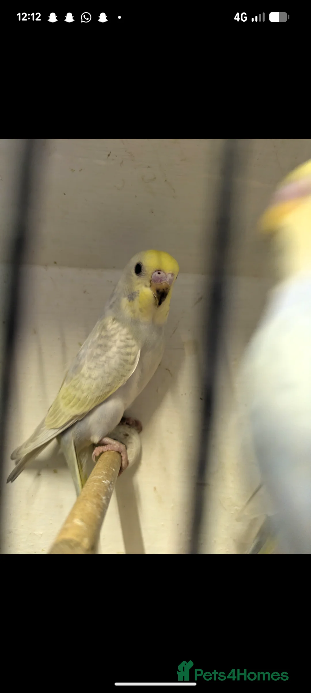 Budgerigars birds for sale: Baby Budgies in Chorley - Advert 14