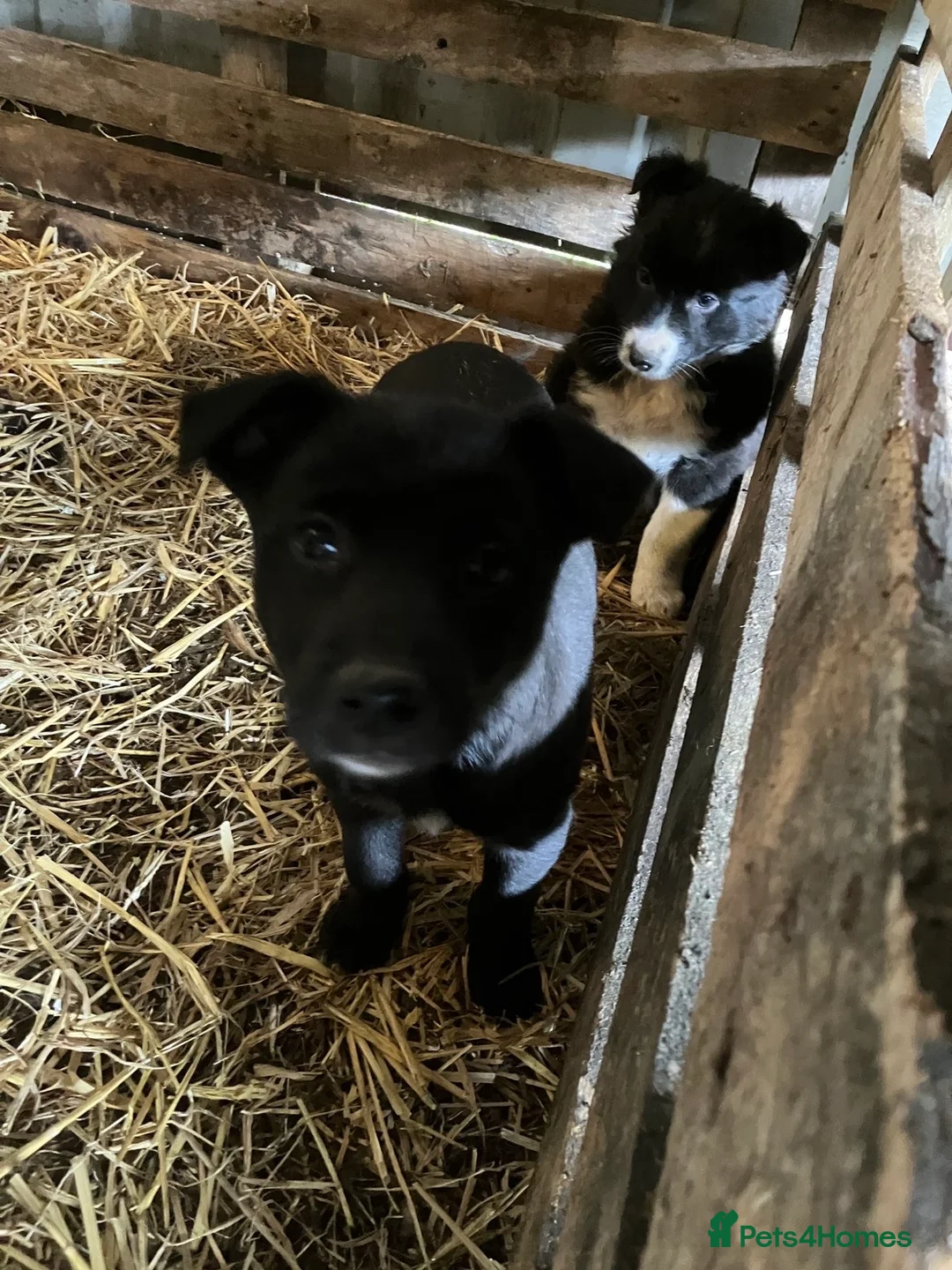 Mixed Breed dogs for sale: Collie X puppies - Advert 2