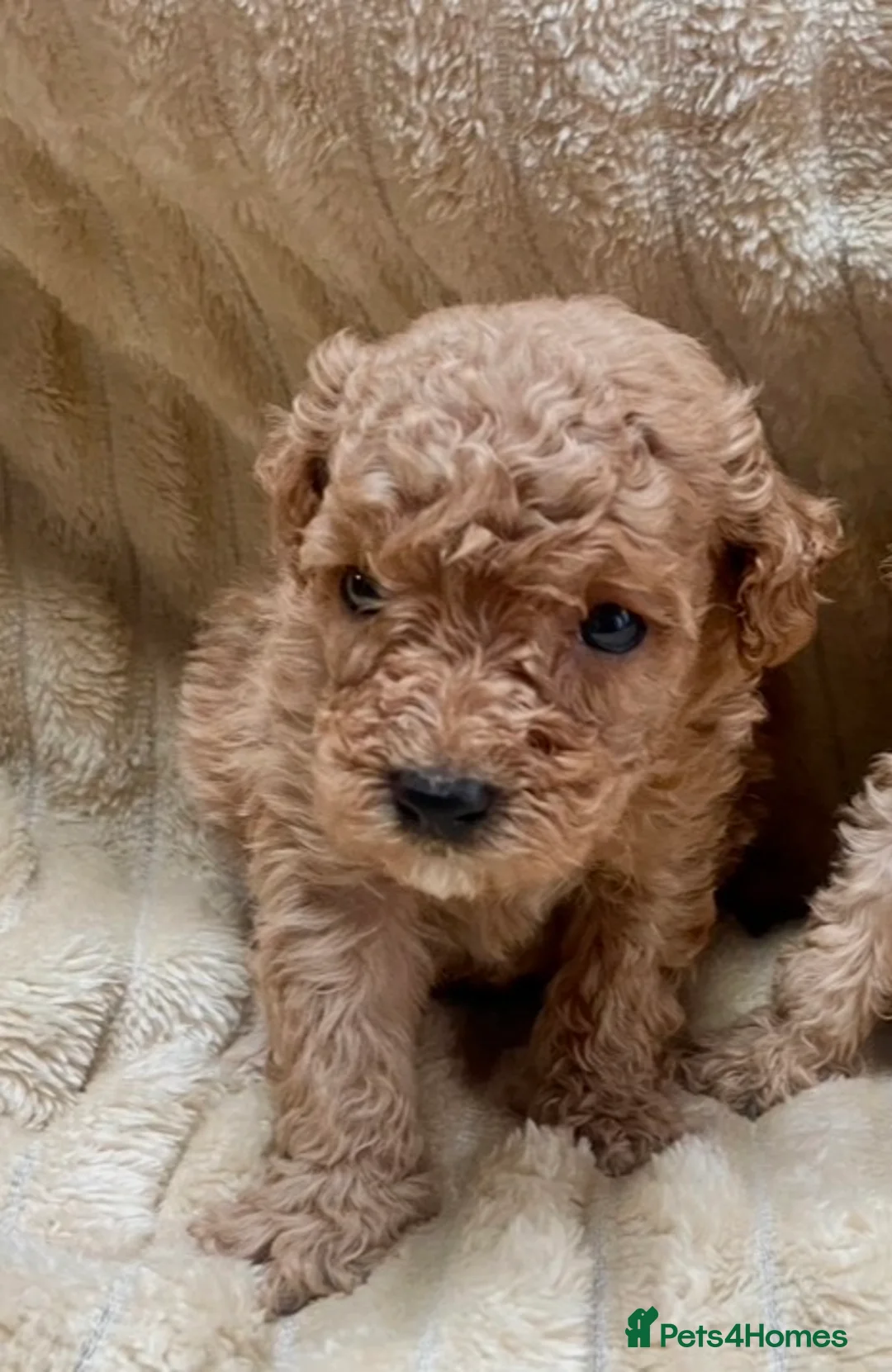 Mixed Breed dogs for sale: 2 adorable miniature poodles  - Advert 18