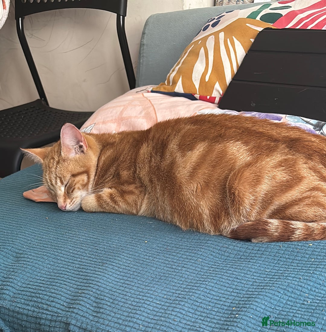 British Shorthair cats for sale: Emmah - Advert 5