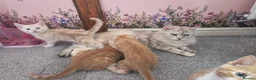 Maine Coon cats for sale: X MAINE COON  - Advert 23