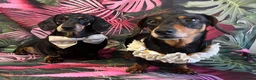 Miniature Dachshund dogs for sale: Male Miniature Dachshund For Sale  - Advert 11