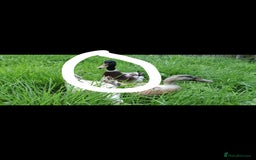 Ducks poultry for sale: Male welsh harliquin  - Image 1