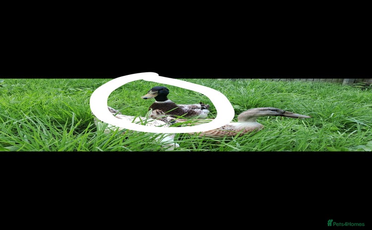 Ducks poultry - Advert 2