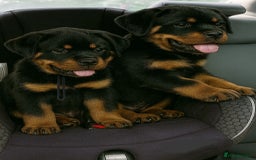 Rottweiler dogs for sale: Rottweiler Puppies for Sale – Loving Homes ! - Image 5