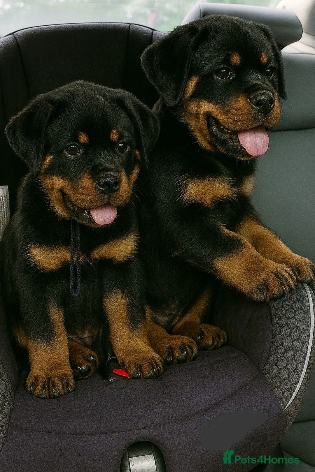 Rottweiler dogs for sale: Rottweiler Puppies for Sale – Loving Homes ! - Image 5