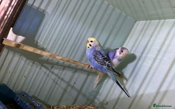 Budgerigars birds for sale: Two budgies  - Image 3