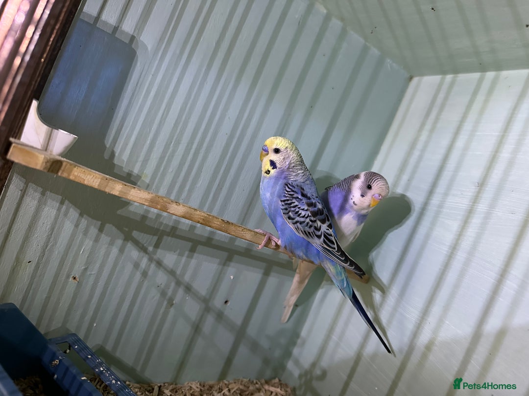 Budgerigars birds for sale: Two budgies  - Image 3