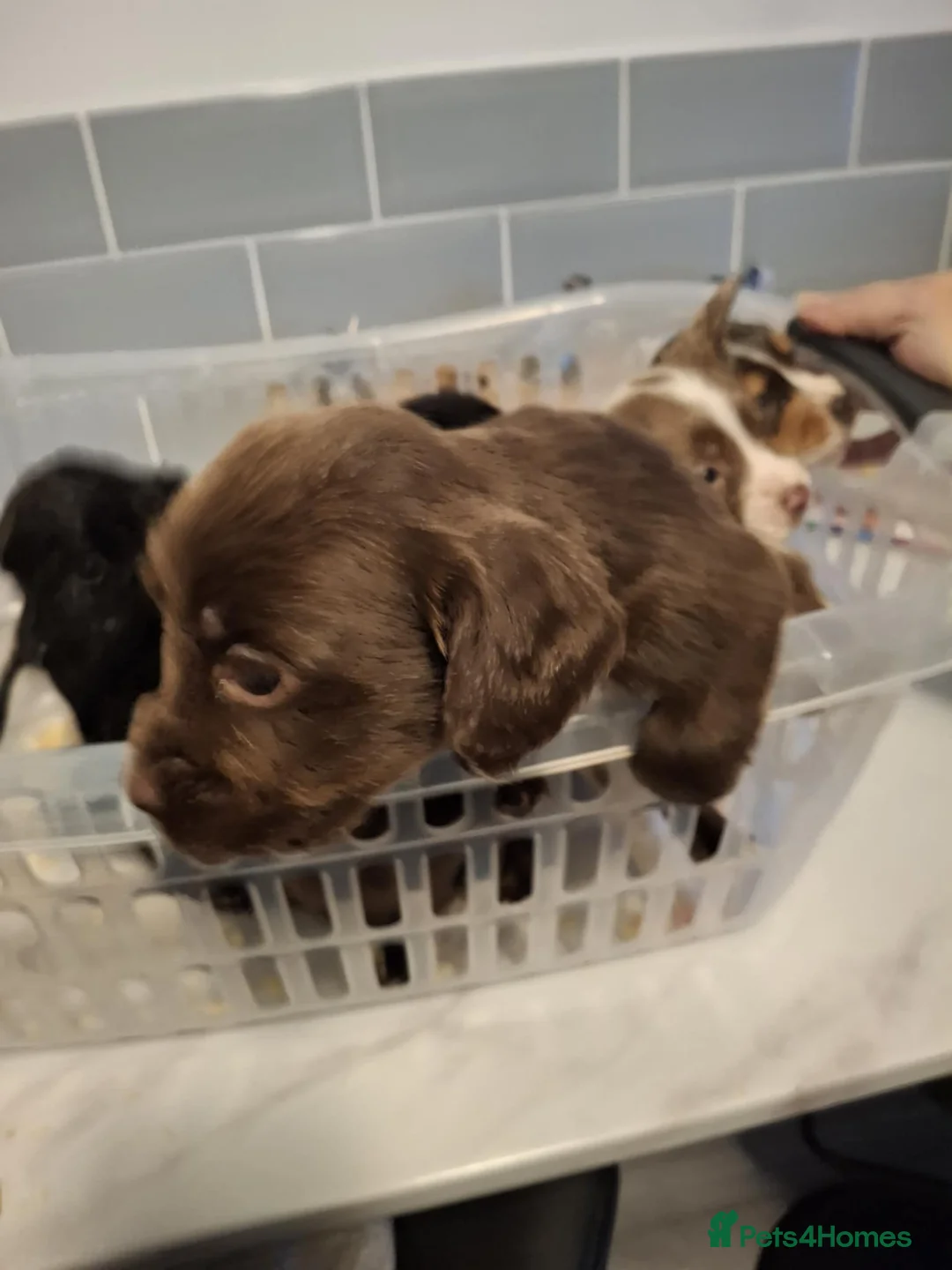 Cocker Spaniel dogs for sale: Girl and Boys cocker spaniels - Advert 10