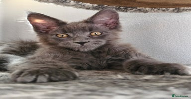 Maine Coon cats - Advert 15