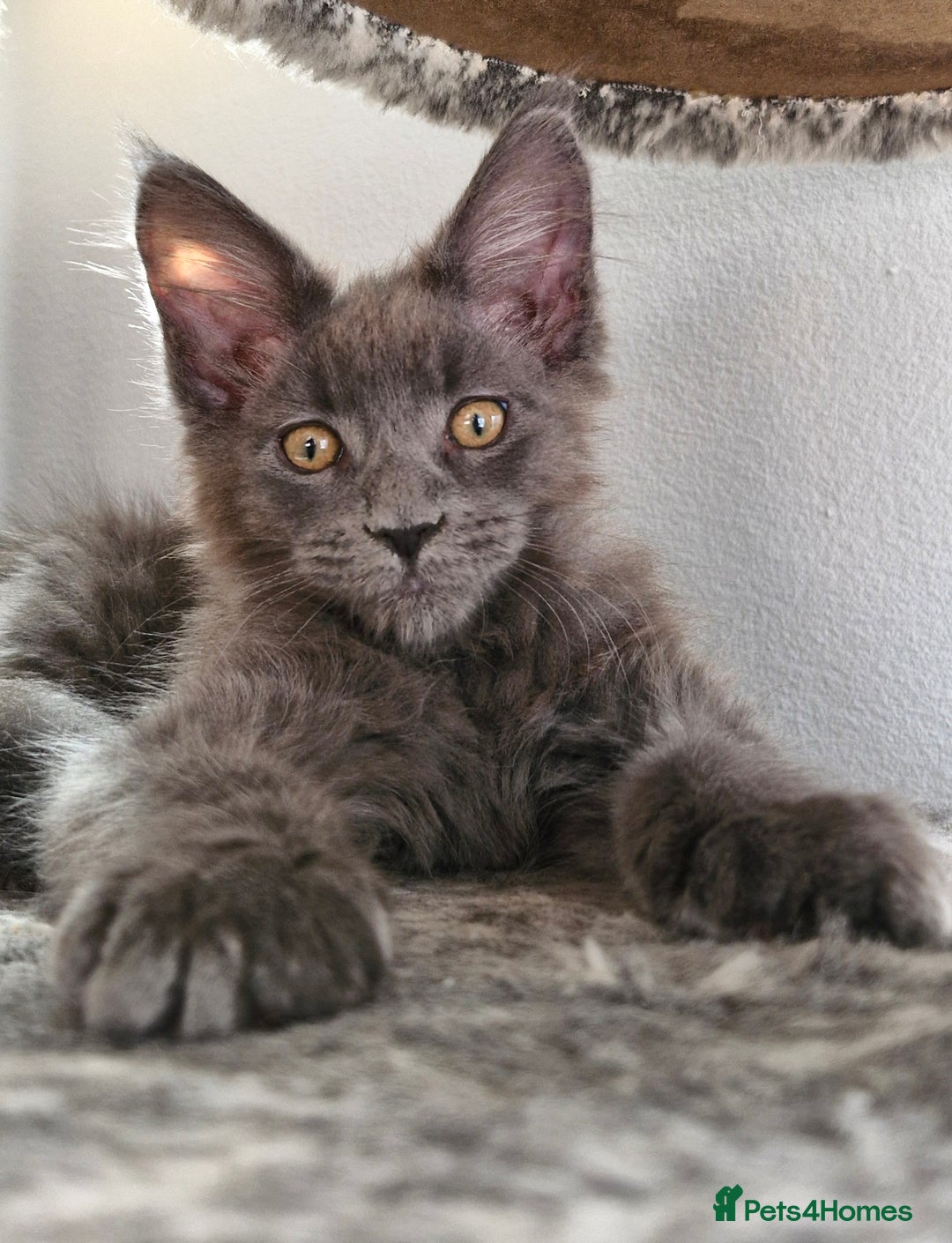 Maine Coon cats for sale: Little adorable kitten looking for new home  - Image 4