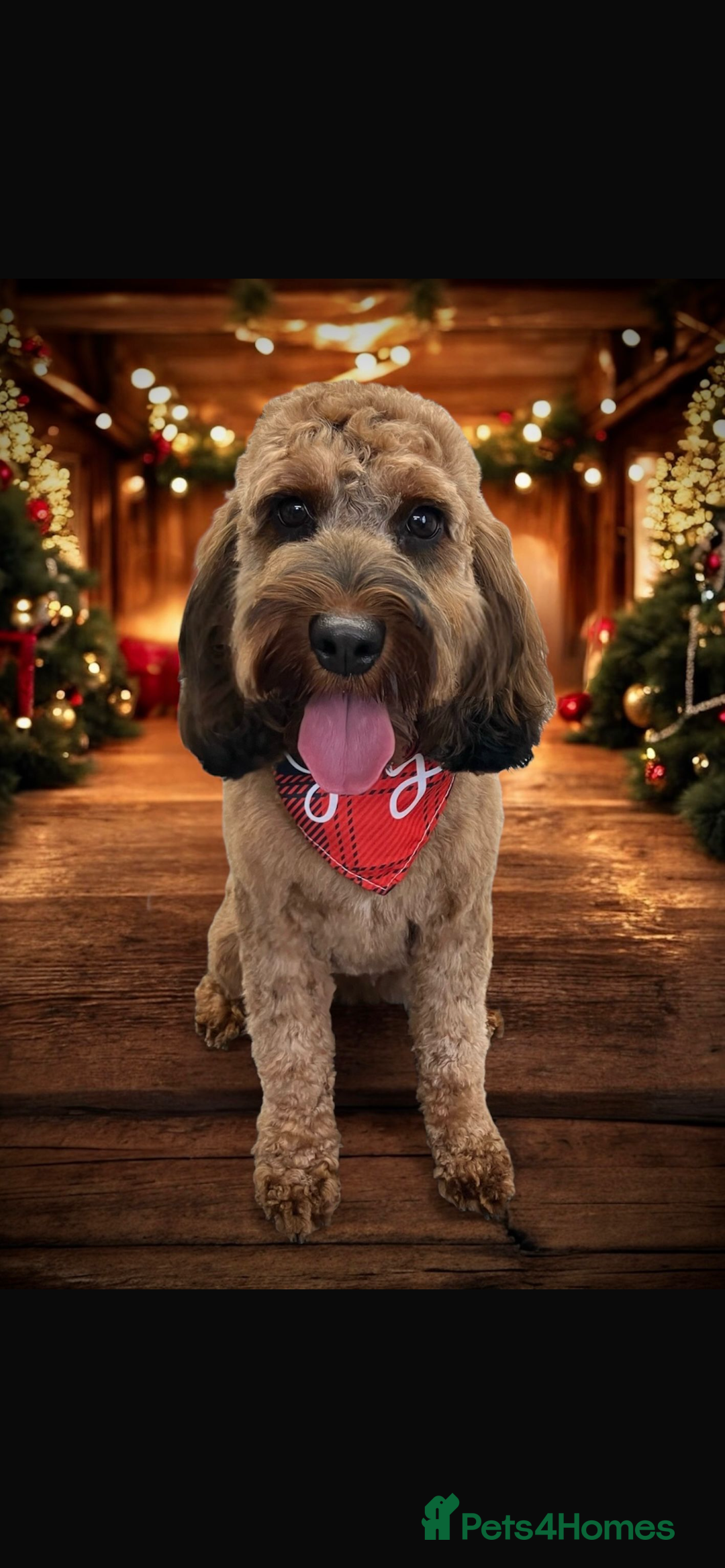 Cockapoo dogs for sale: WAITING LIST NOW OPEN FOR COCKERPOOS - Advert 11