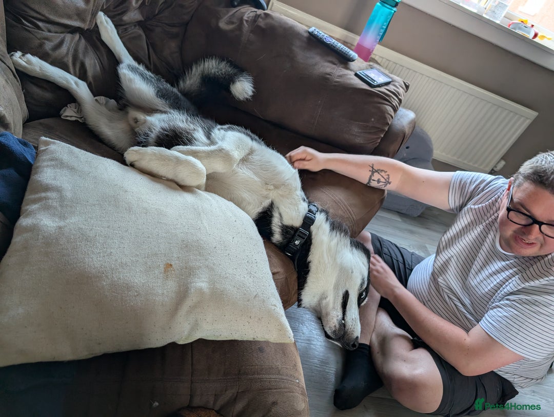 Siberian Husky dogs for sale: Krypto- 1yr Husky, Friendly, Goofy boy. Offers ok - Image 8