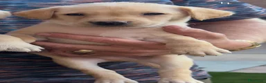 Labrador Retriever 2