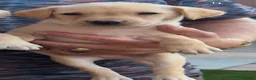 Labrador Retriever dogs for sale: 3 male KC parents health tested from a FTCH WINNER - Advert 8