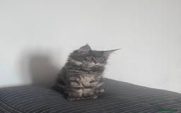 Maine Coon cats for sale: TICA Registered Maine Coon Kittens Blue/Silver - Image 20