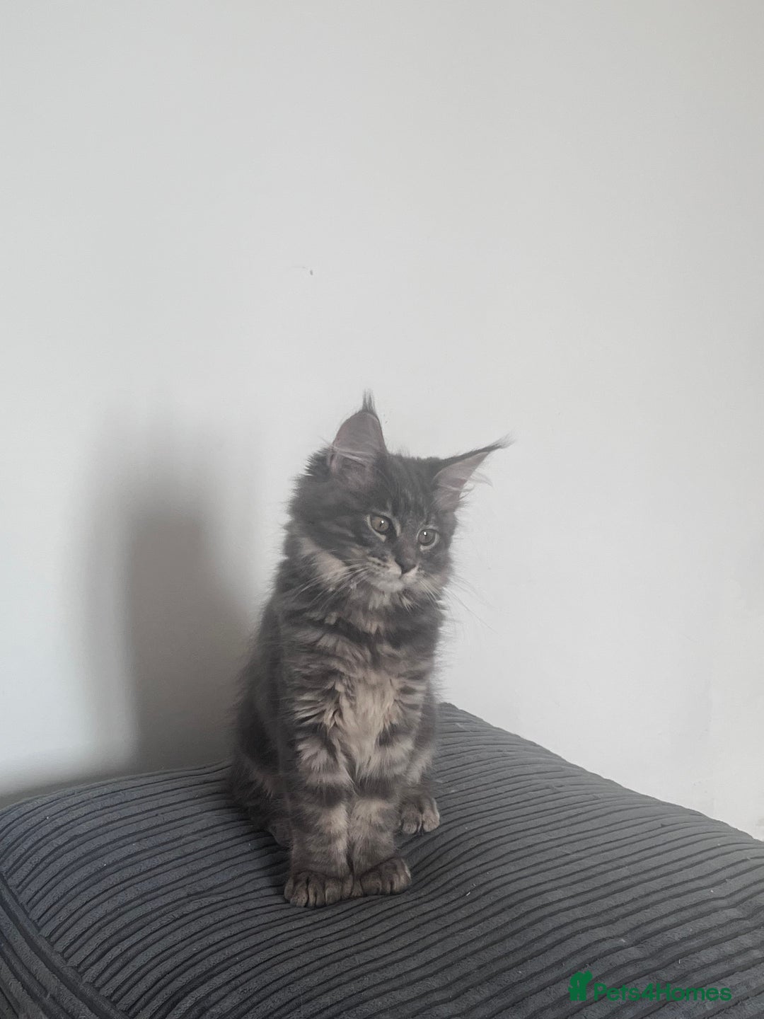 Maine Coon cats for sale: TICA Registered Maine Coon Kittens Blue/Silver - Image 20