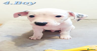 Mixed Breed dogs - Advert 9